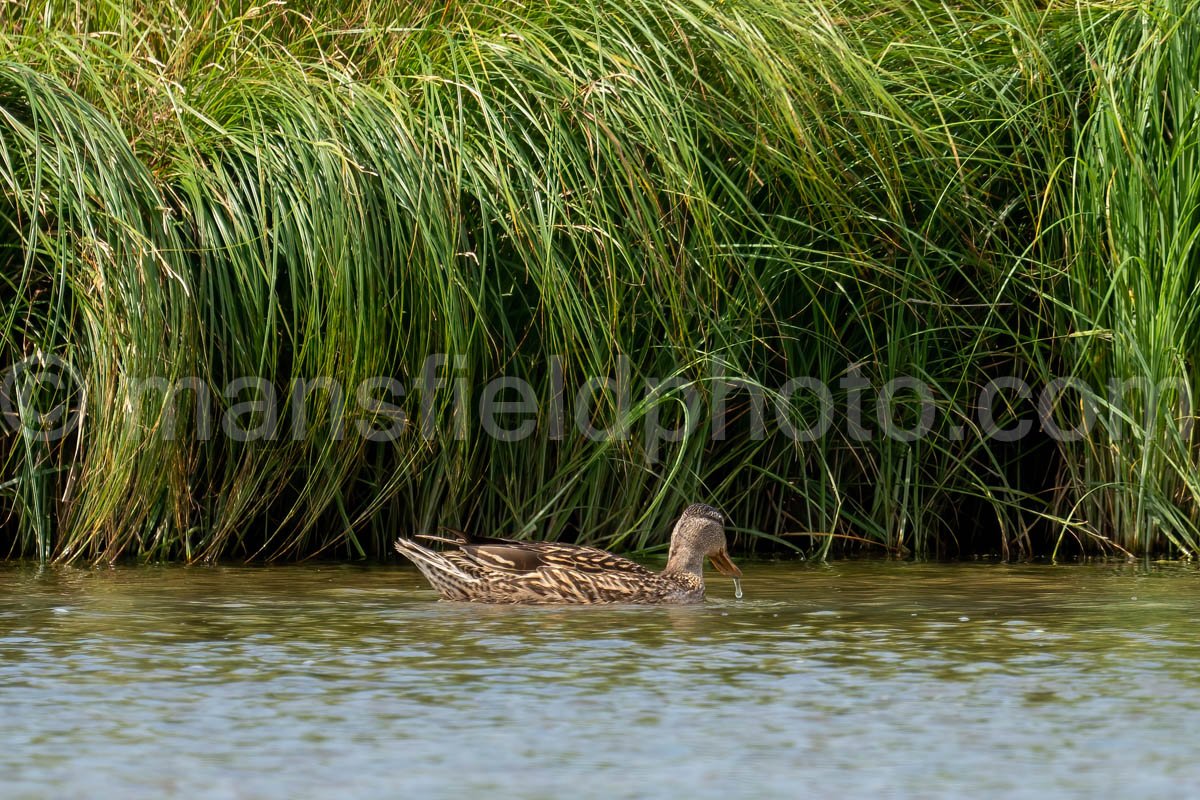 Duck At Sansom Park A4-04278