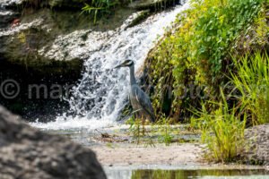 Great Heron At Sansom Park A4-04282 - Mansfield Photography