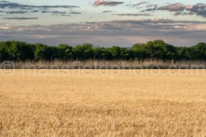 Field A4-04437 - Mansfield Photography