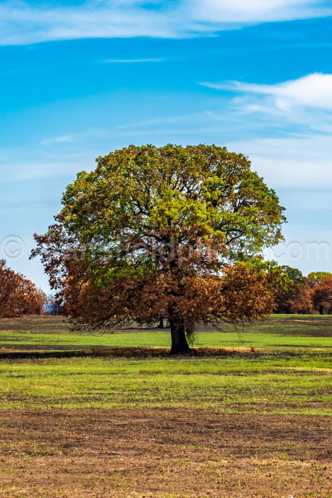 After The Fire (Glen Rose) A4-06869 - Mansfield Photography