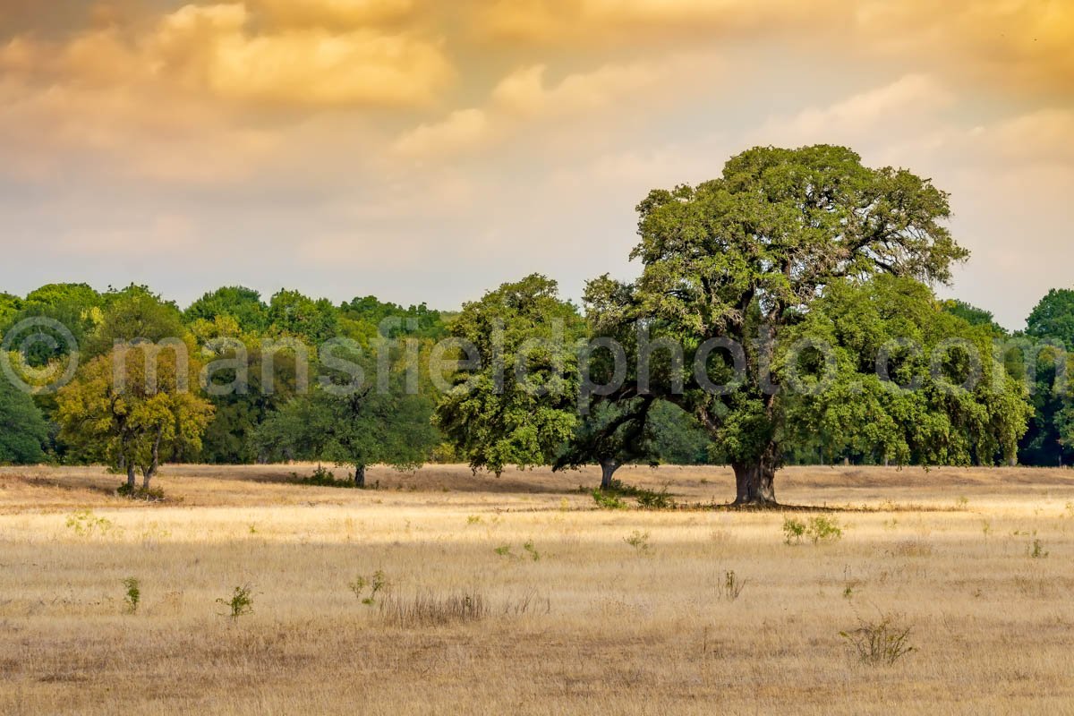 Field and Tree A4-07025