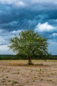 Tree And Storm A4-07081 - Mansfield Photography