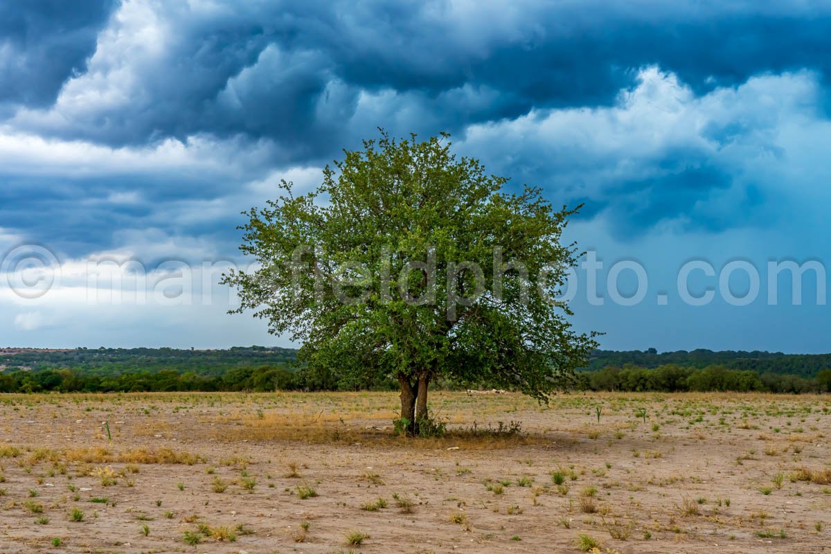 Tree and Storm A4-07086