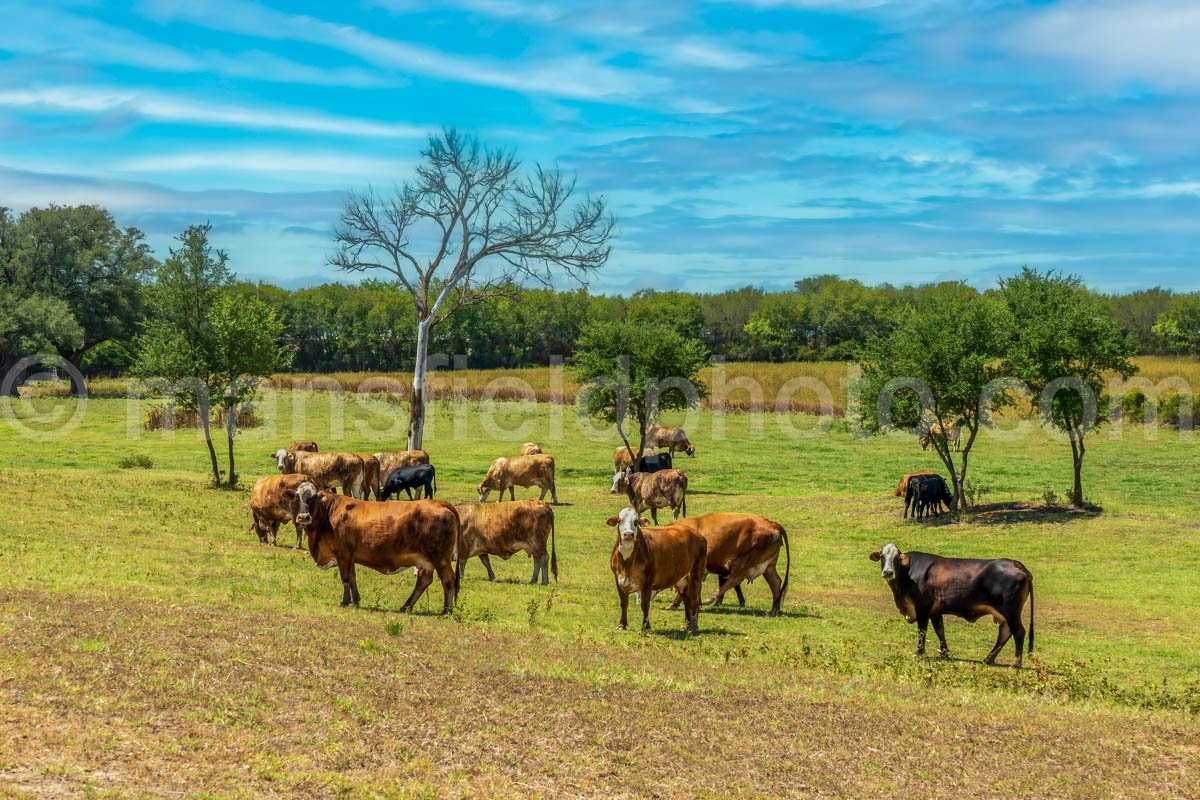 Cows & Pasture A4-07686