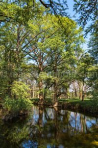 Cypress Creek A4-08563 - Mansfield Photography