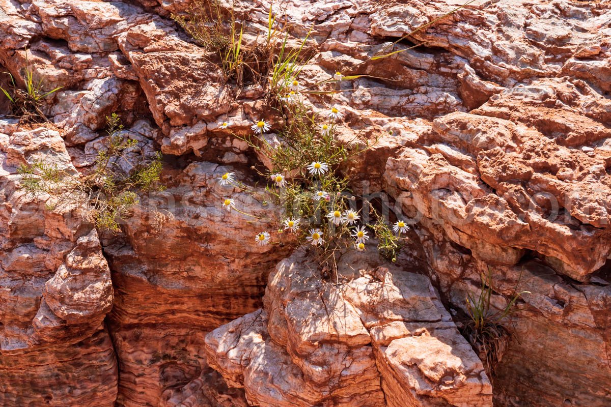 Caprock Canyons A4-08806