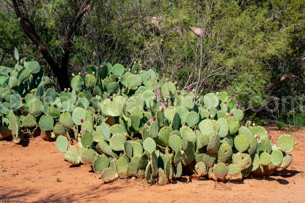 Caprock Canyons A4-08844