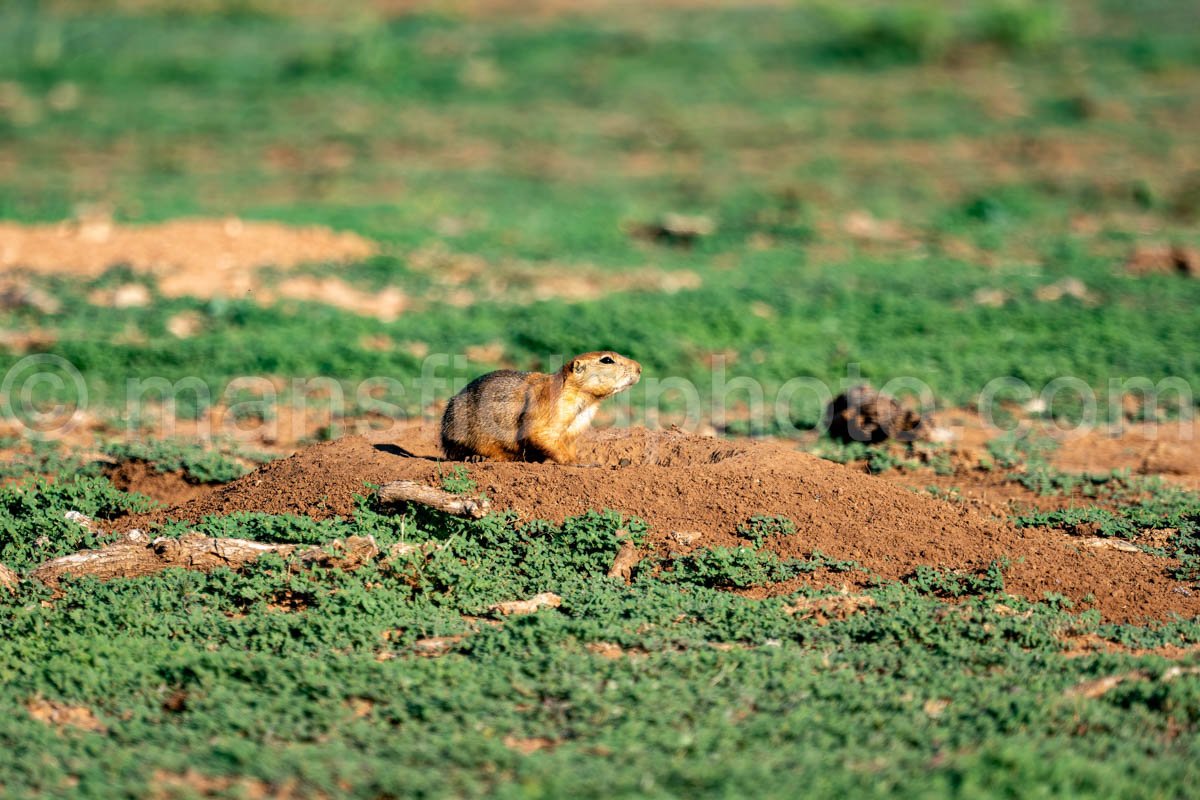 Prairie Dog, Caprock Canyons A4-08936