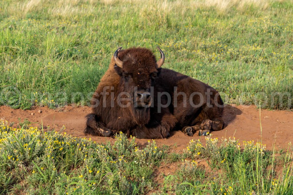 Bison, Caprock Canyons A4-09141 - Mansfield Photography