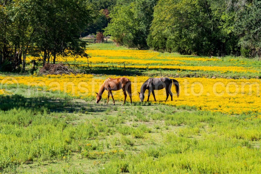 Horse and Field A4-09374 - Mansfield Photography