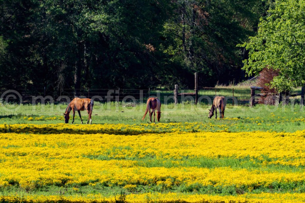 Horse And Field A4-09387 - Mansfield Photography