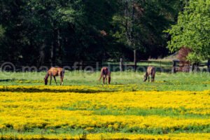 Horse And Field A4-09387 - Mansfield Photography