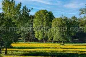 Trees, Field, And Flowers A4-09497 - Mansfield Photography