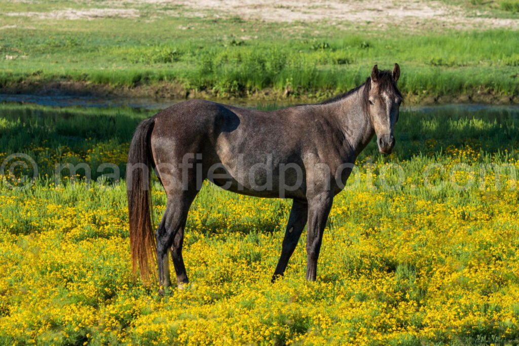 Horse and Field A4-09544 - Mansfield Photography