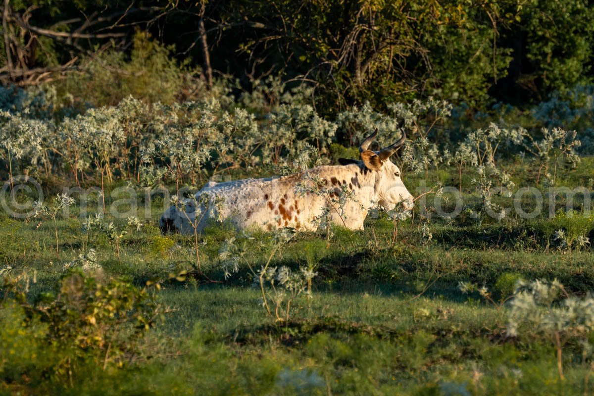 Cow And Field A4-09562