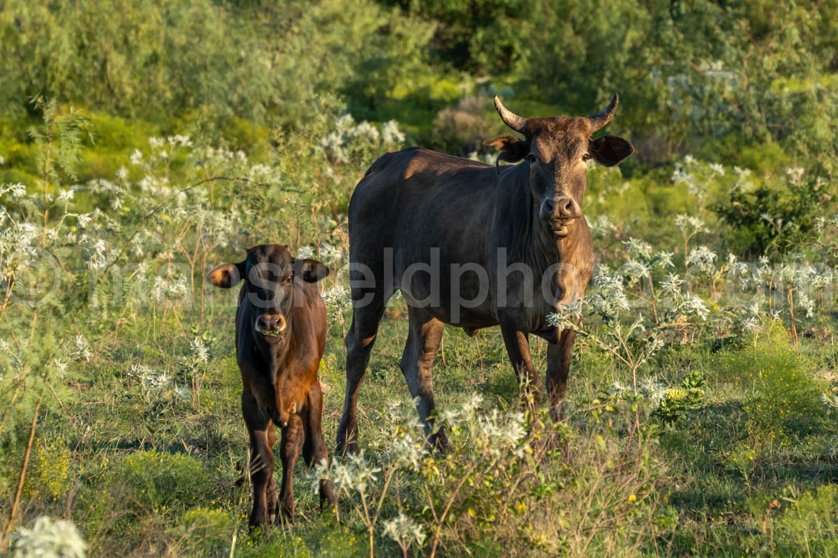 Cow And Field A4-09597