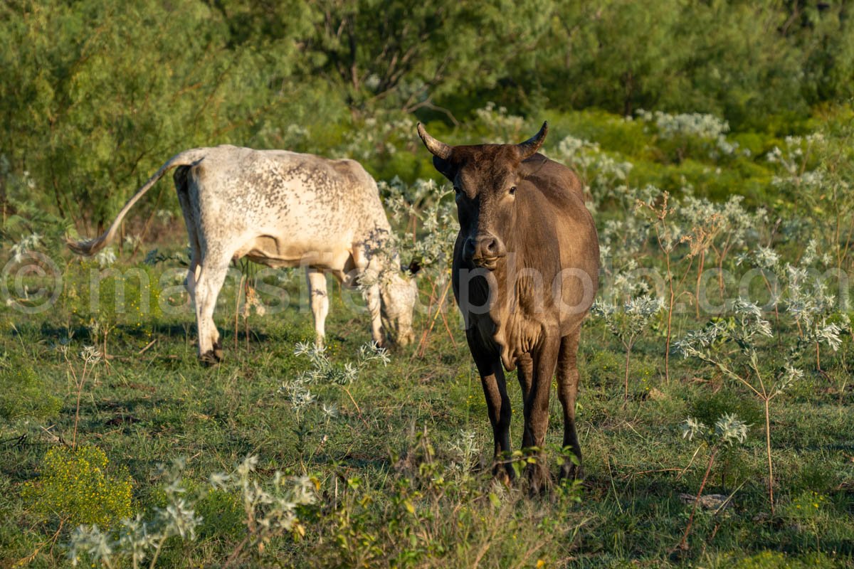 Cow And Field A4-09603