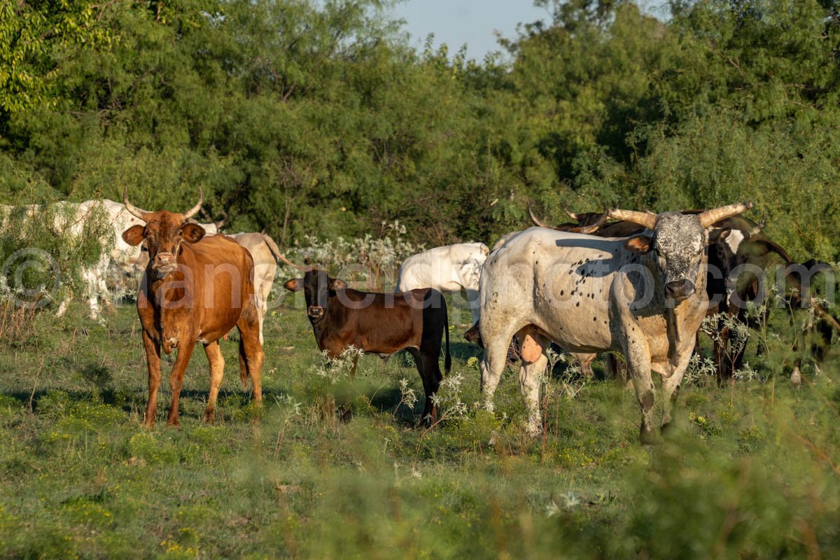 Cow and Field A4-09617