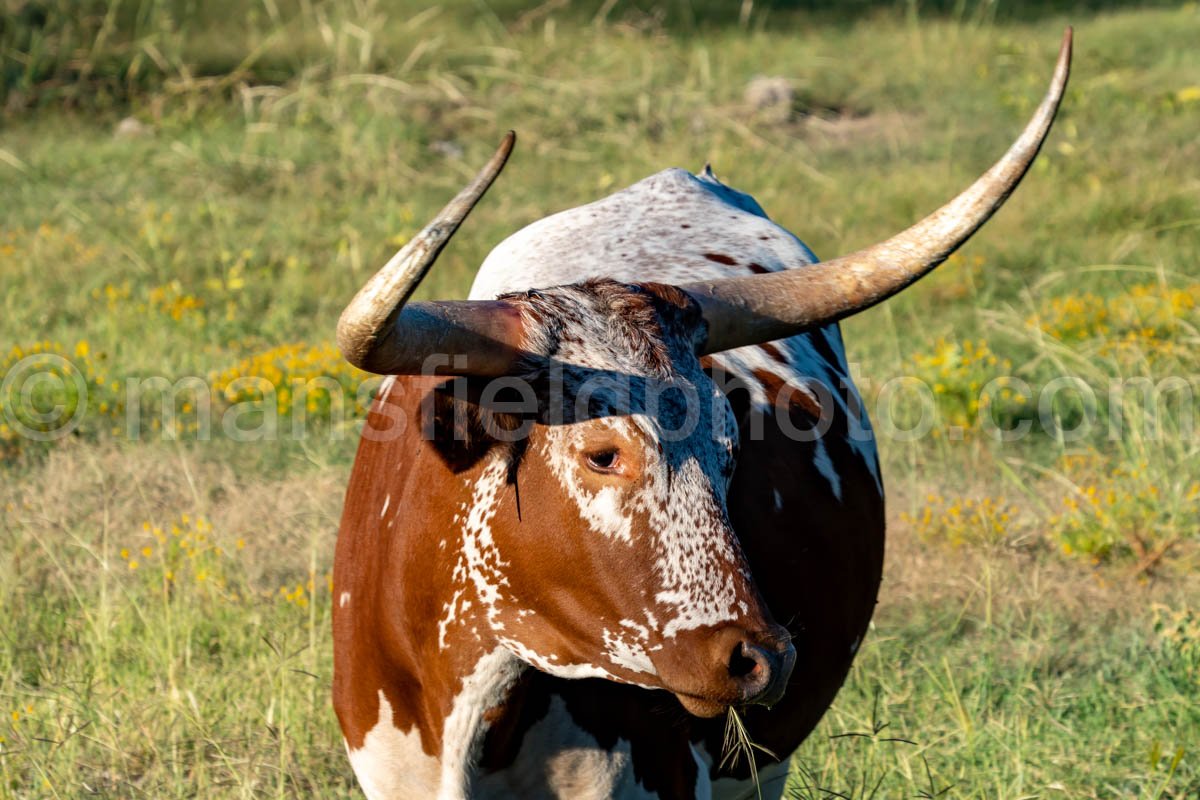 Longhorn A4-09862