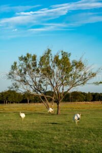 Benda Ranch A4-09919 - Mansfield Photography