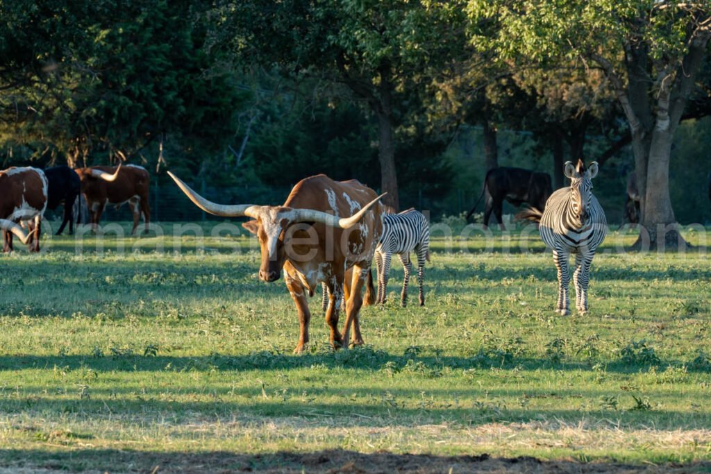 Benda Ranch A4-09931 - Mansfield Photography