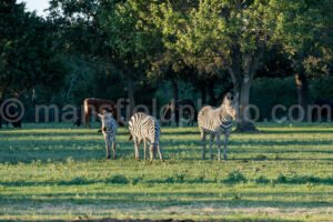 Benda Ranch A4-09937 - Mansfield Photography