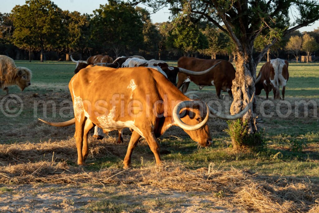 Benda Ranch A4-09967 - Mansfield Photography