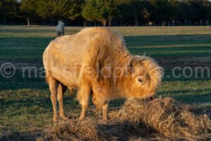 Benda Ranch A4-09998 - Mansfield Photography