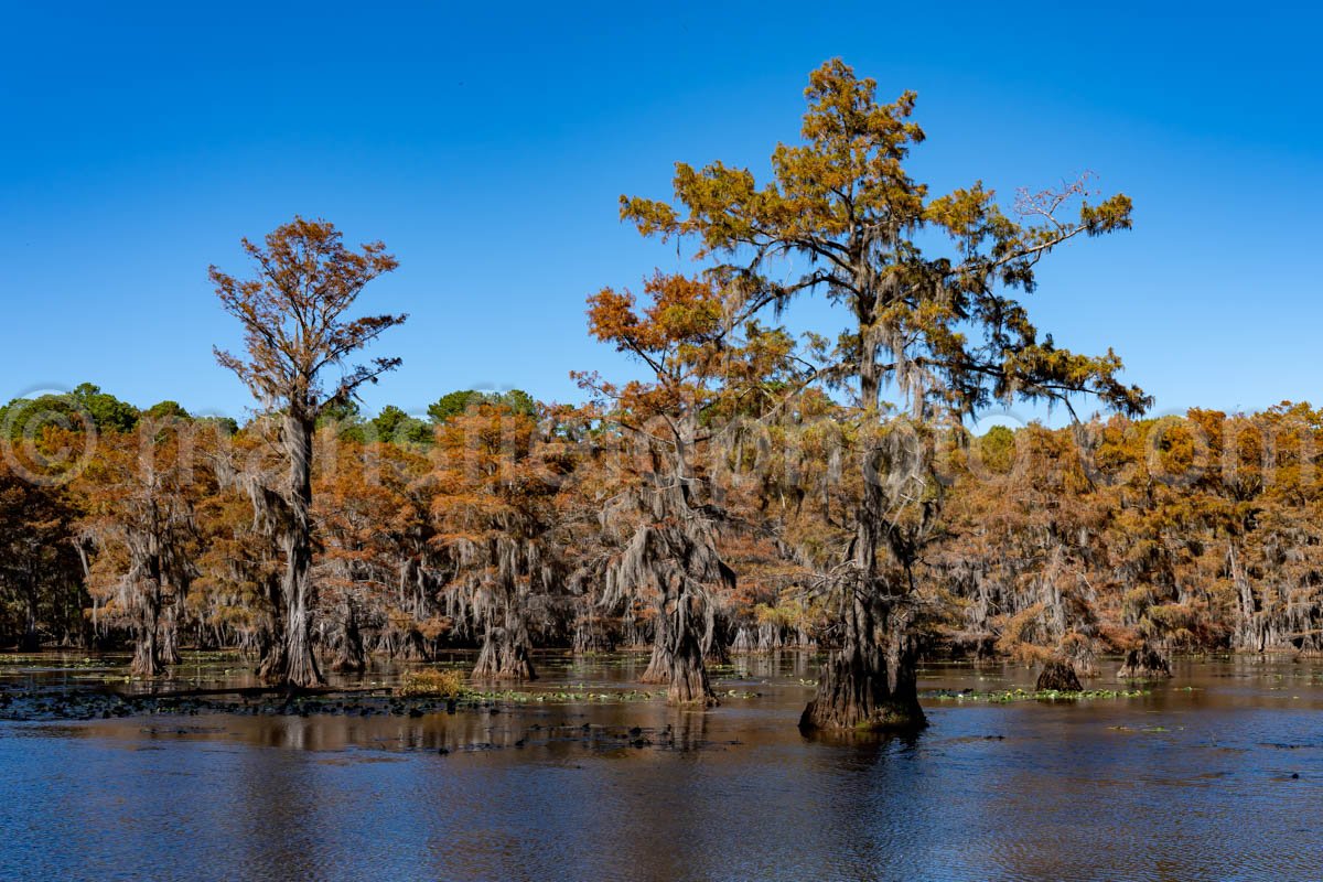 Mill Pond, Caddo Lake, Tx A4-10239