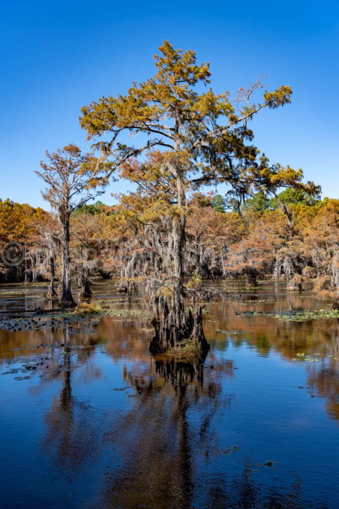 Mill Pond, Caddo Lake, Tx A4-10241 - Mansfield Photography