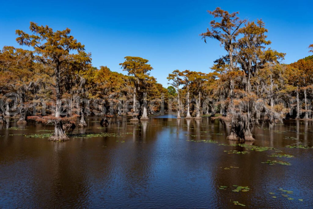 Mill Pond, Caddo Lake, Tx A4-10242 - Mansfield Photography