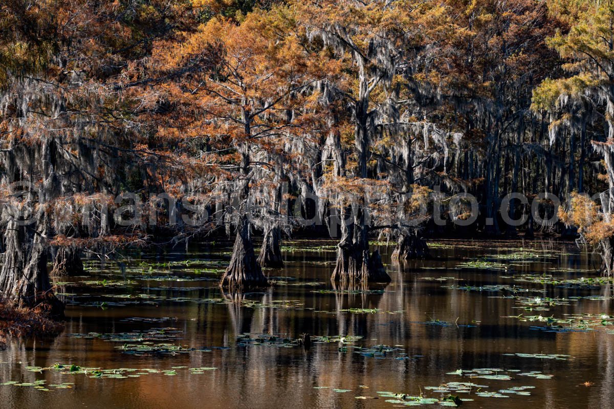 Mill Pond, Caddo Lake, Tx A4-10243