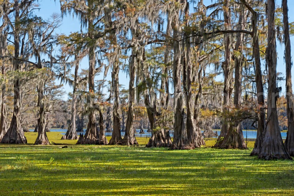 Whistleberry Slough, Caddo Lake, Tx A4-10245 - Mansfield Photography