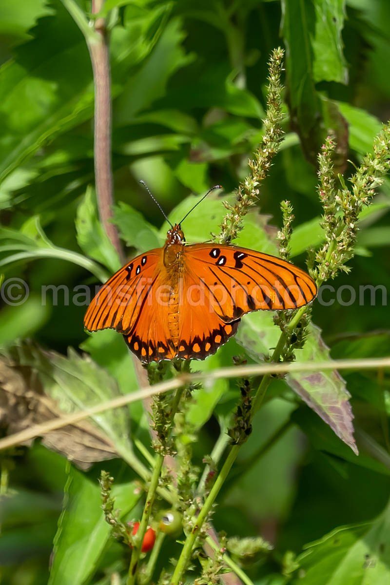 Butterfly, Llela Nature Preserve A4-10261