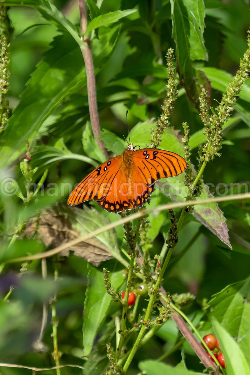 Butterfly, Llela Nature Preserve A4-10262