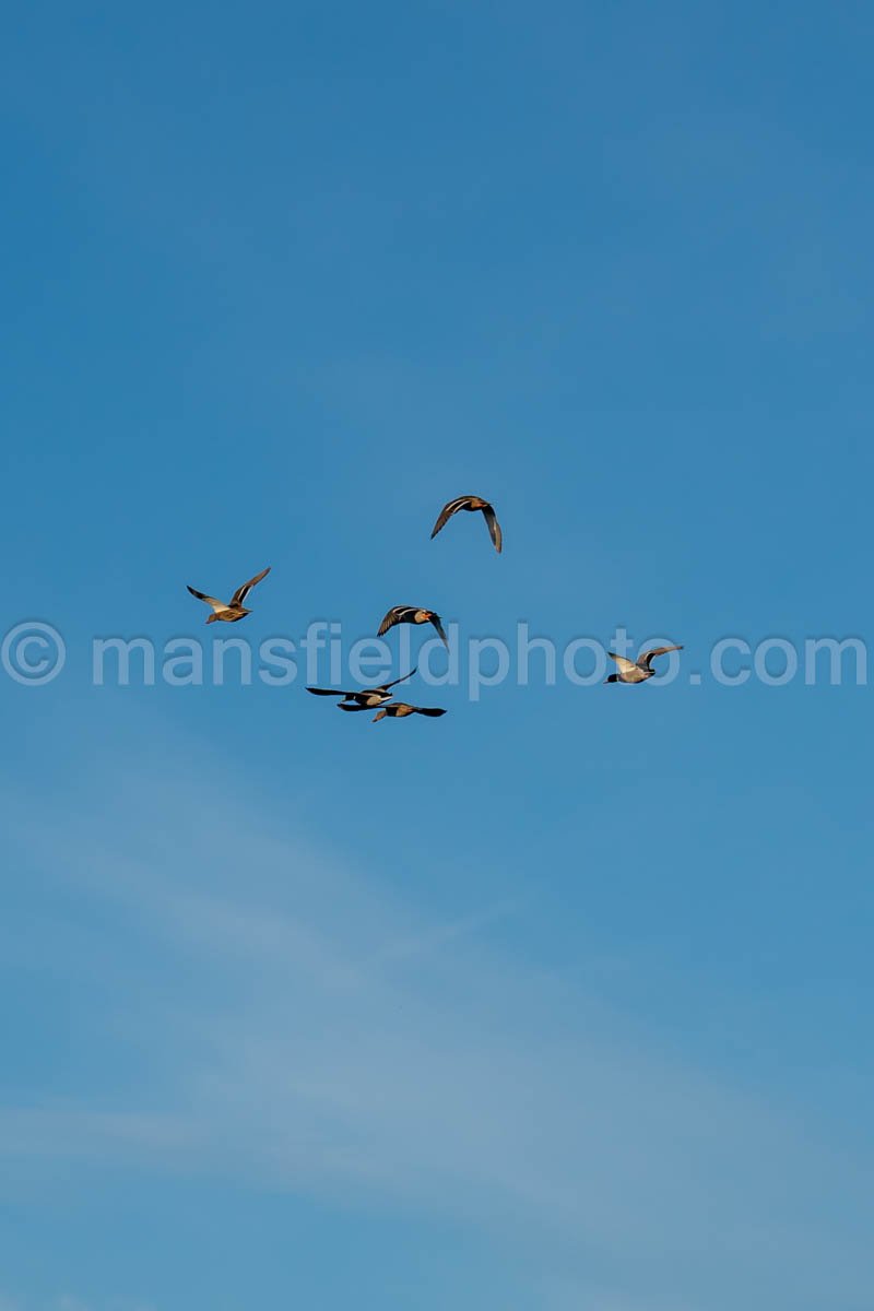 Ducks In Flight At Hidden Pond A4-10278