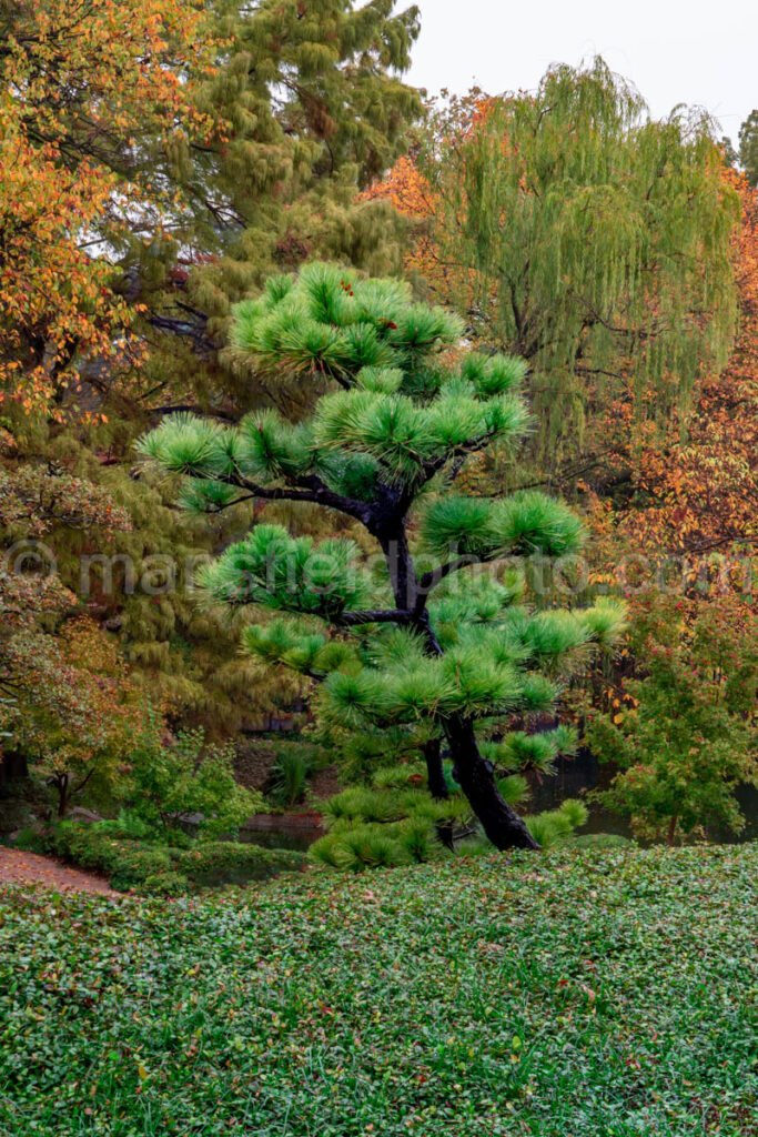 Japanese Garden, Fort Worth Botanic Garden A4-10458 - Mansfield Photography