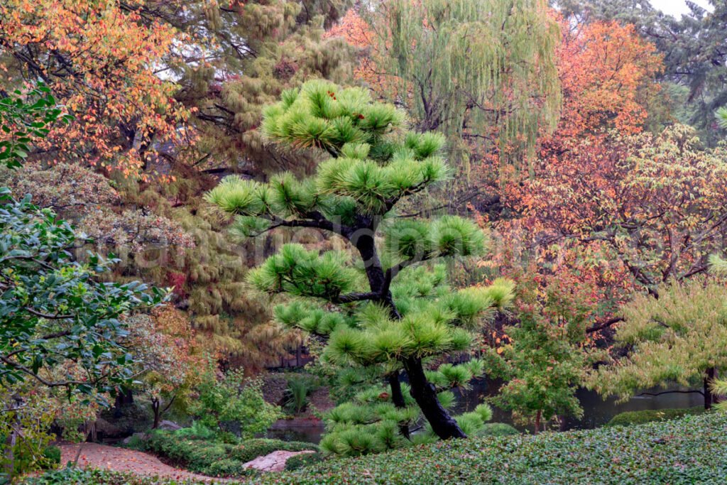 Japanese Garden, Fort Worth Botanic Garden A4-10460 - Mansfield Photography