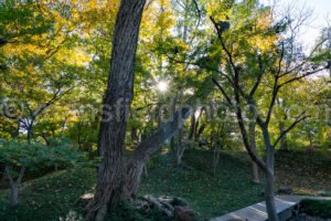 Japanese Garden At Fort Worth Botanical Garden A4-10499 - Mansfield Photography