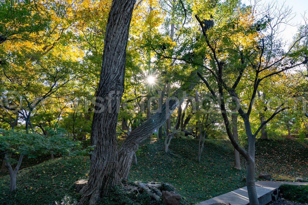 Japanese Garden At Fort Worth Botanical Garden A4-10499