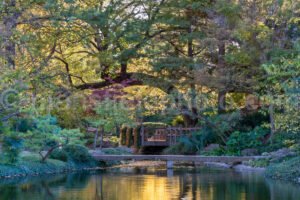 Japanese Garden At Fort Worth Botanical Garden A4-10508 - Mansfield Photography