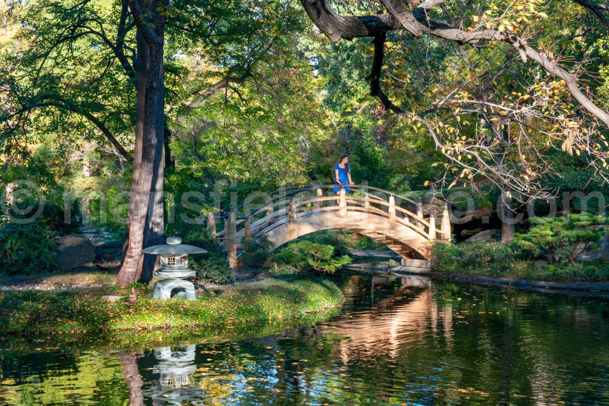 Japanese Garden At Fort Worth Botanical Garden A4-10520