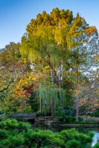 Japanese Garden At Fort Worth Botanical Garden A4-10589 - Mansfield Photography