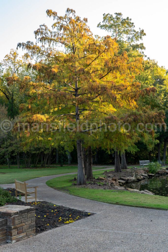 Rose Garden at Fort Worth Botanic Garden A4-10612 - Mansfield Photography