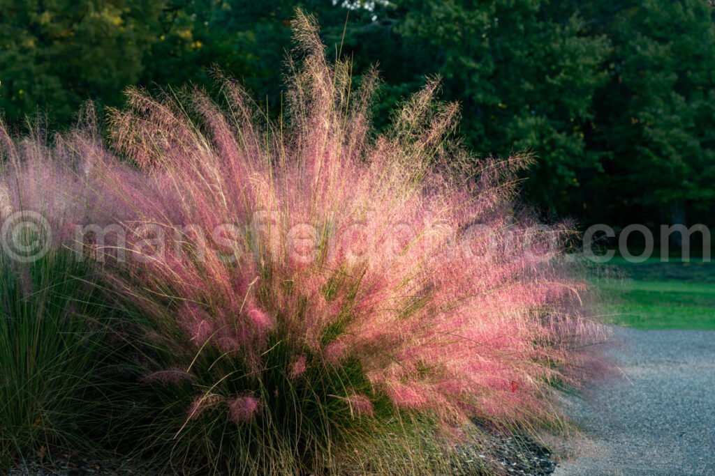 Fort Worth Botanic Garden A4-10613 - Mansfield Photography