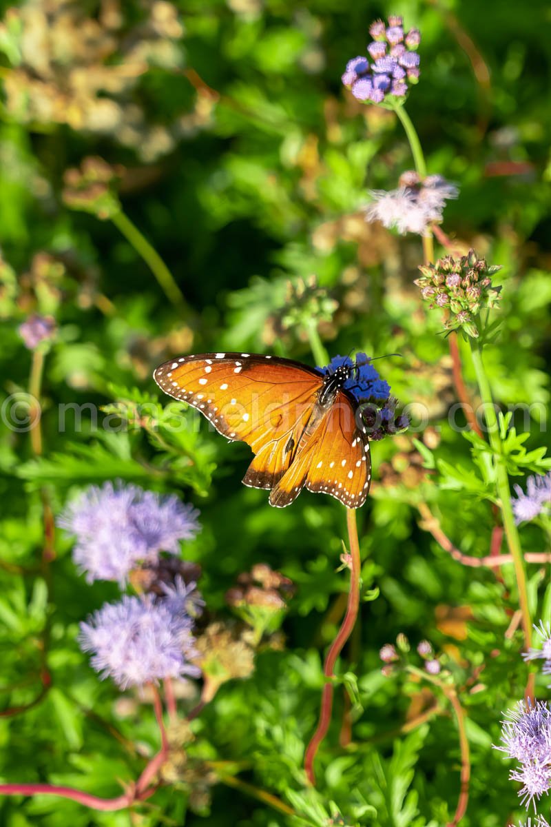 Fort Worth Botanic Garden A4-10618