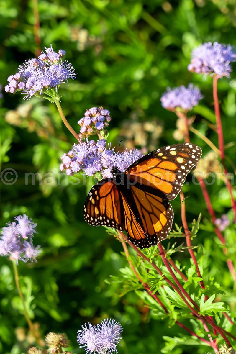 Fort Worth Botanic Garden A4-10620