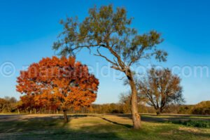Autumn Tree And Field A4-10990 - Mansfield Photography