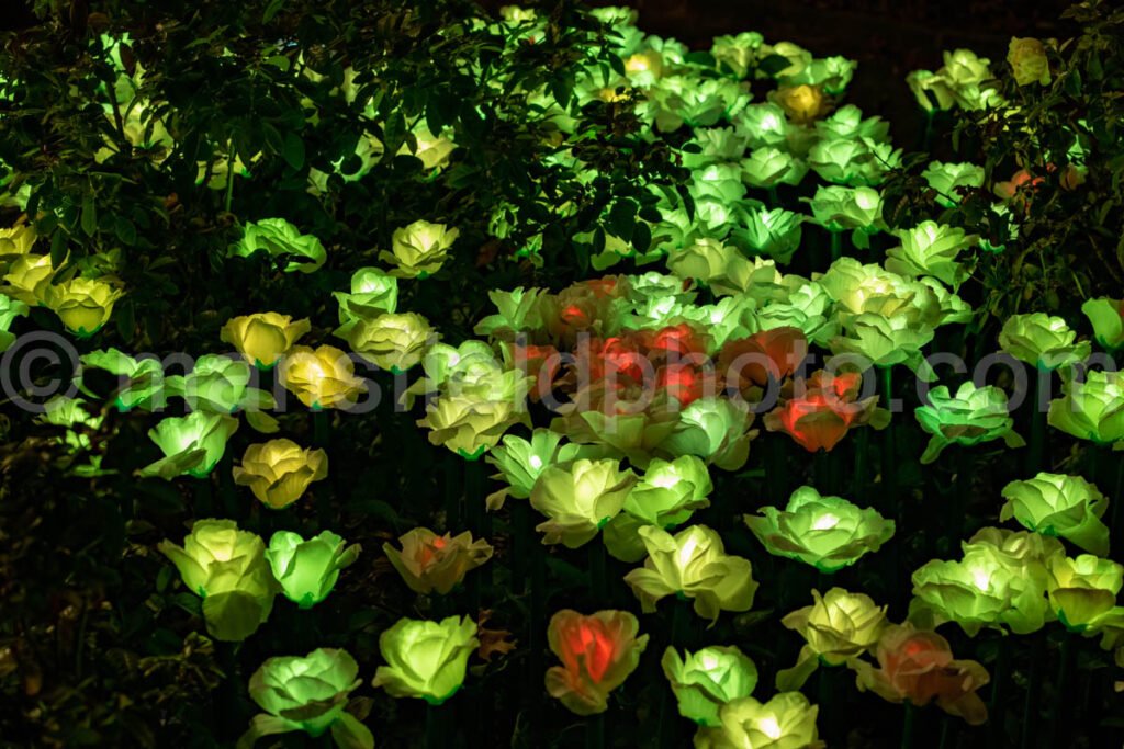 Lightscape At Fort Worth Botanic Garden A4-11050 - Mansfield Photography