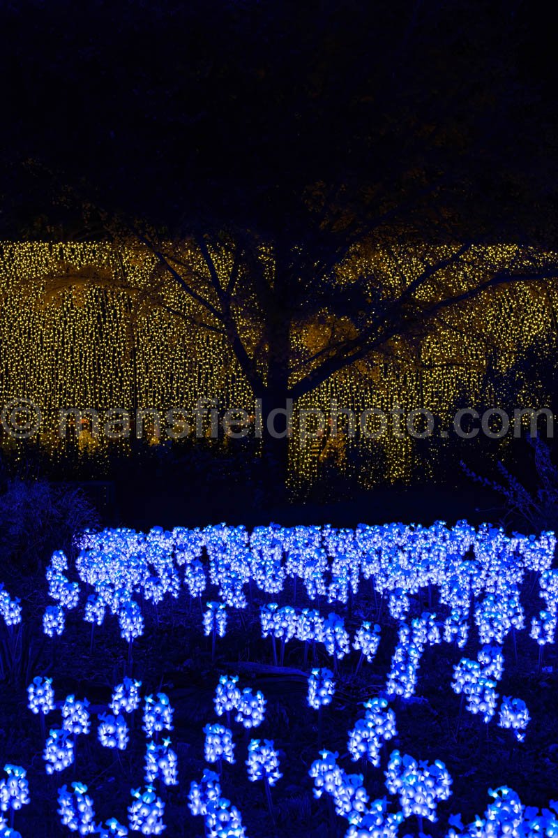 Lightscape At Fort Worth Botanic Garden A4-11057